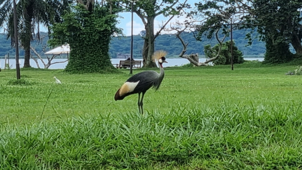 The Grey Crowned Crane – A Symbol of Uganda