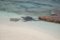 Giant Sea Turtle returns to the lagoon 2