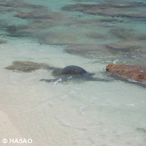 Giant Sea turtle returns to the lagoon 1