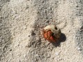 Hermit Crabs always keeping the place clean