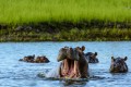 lower zambezi national park zambia national parks malawian style malawi adventures experiences specialist tour operator baines hippos