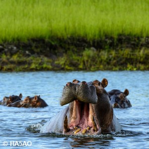 lower zambezi national park zambia national parks malawian style malawi adventures experiences specialist tour operator baines hippos