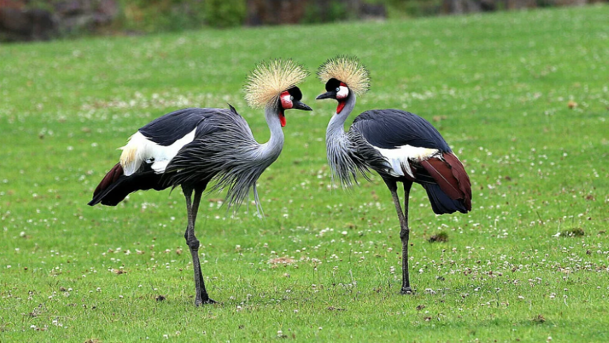 Grey Crowned Crane – Symbol of Uganda